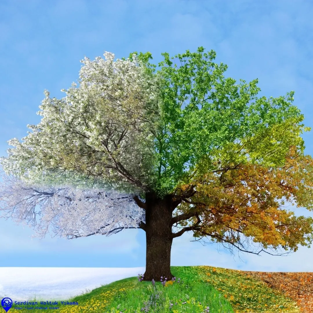 Sakarya Bölgesinde Koltuk Temizliği İçin En İyi Mevsim Hangisi?