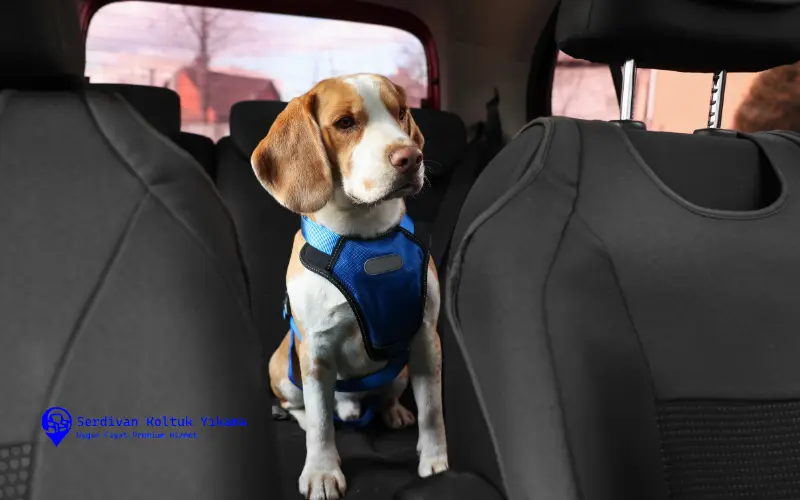 Evcil Hayvan Sahipleri İçin Koltuk Temizliği Rehberi